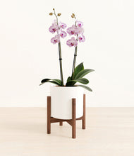 Load image into Gallery viewer, White stand:walnut