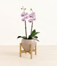 Load image into Gallery viewer, Desert Brown stand:bamboo