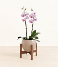 Load image into Gallery viewer, Desert Brown stand:walnut