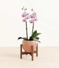 Load image into Gallery viewer, Calm Rose stand:walnut