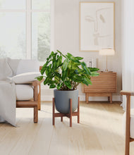 Load image into Gallery viewer, Iron Gray stand:walnut