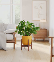 Load image into Gallery viewer, Sunset Orange stand:walnut