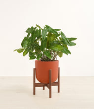 Load image into Gallery viewer, Earth Red stand:walnut
