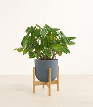 Load image into Gallery viewer, Iron Gray stand:bamboo