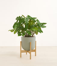 Load image into Gallery viewer, Sage Green stand:bamboo