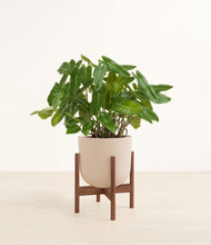 Load image into Gallery viewer, Sandy Pink stand:walnut