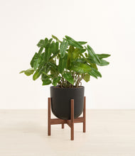 Load image into Gallery viewer, Stone Black stand:walnut