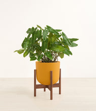 Load image into Gallery viewer, Sunset Orange stand:walnut