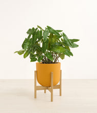Load image into Gallery viewer, Sunset Orange stand:bamboo