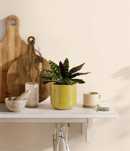 Load image into Gallery viewer, Key Lime Yellow