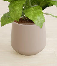 Load image into Gallery viewer, Eternal Gray stand:all