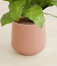 Load image into Gallery viewer, Calm Rose stand:all