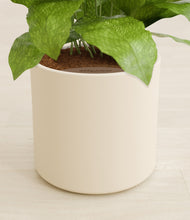 Load image into Gallery viewer, Cream stand:all