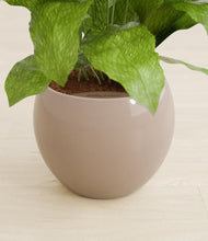 Load image into Gallery viewer, Desert Brown stand:all