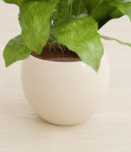 Load image into Gallery viewer, Shiny EggWhite stand:all