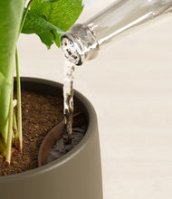 Load image into Gallery viewer, Olive stand:all