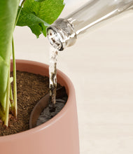 Load image into Gallery viewer, Calm Rose stand:all