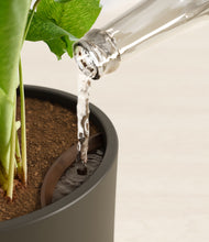 Load image into Gallery viewer, Dark Olive stand:all