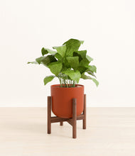Load image into Gallery viewer, Earth Red stand:walnut