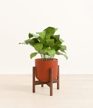Load image into Gallery viewer, Earth Red stand:walnut