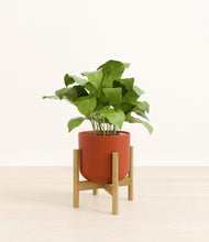 Load image into Gallery viewer, Earth Red stand:bamboo