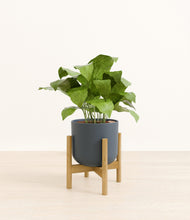 Load image into Gallery viewer, Iron Gray stand:bamboo