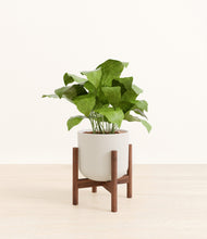 Load image into Gallery viewer, Natural Bamboo stand:walnut