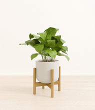 Load image into Gallery viewer, Natural Bamboo stand:bamboo