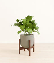 Load image into Gallery viewer, Sage Green stand:walnut