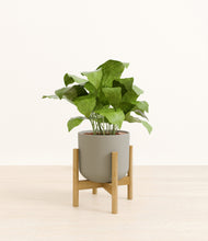 Load image into Gallery viewer, Sage Green stand:bamboo