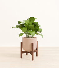 Load image into Gallery viewer, Sandy Pink stand:walnut