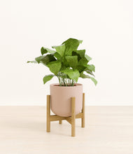 Load image into Gallery viewer, Sandy Pink stand:bamboo