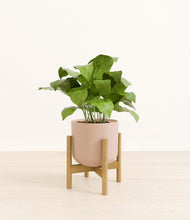 Load image into Gallery viewer, Sandy Pink stand:bamboo