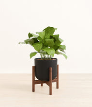 Load image into Gallery viewer, Stone Black stand:walnut