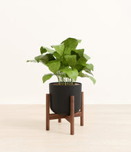 Load image into Gallery viewer, Stone Black stand:walnut