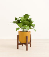 Load image into Gallery viewer, Sunset Orange stand:walnut