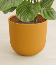 Load image into Gallery viewer, Sunset Orange stand:all