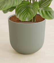 Load image into Gallery viewer, Sage Green stand:all