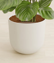 Load image into Gallery viewer, Natural Bamboo stand:all