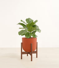 Load image into Gallery viewer, Earth Red stand:walnut