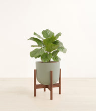 Load image into Gallery viewer, Sage Green stand:walnut
