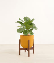 Load image into Gallery viewer, Sunset Orange stand:walnit