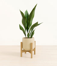 Load image into Gallery viewer, Almond Green stand:bamboo