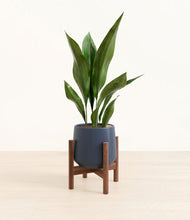 Load image into Gallery viewer, Deep Navy stand:walnut