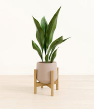 Load image into Gallery viewer, Eternal Gray stand:bamboo