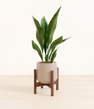 Load image into Gallery viewer, Eternal Gray stand:walnut