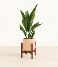 Load image into Gallery viewer, Gentle Pink stand:walnut