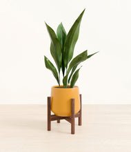 Load image into Gallery viewer, Mustard stand:walnut