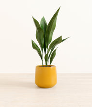 Load image into Gallery viewer, Mustard*****Profile