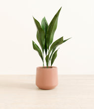 Load image into Gallery viewer, Calm Rose*****Profile